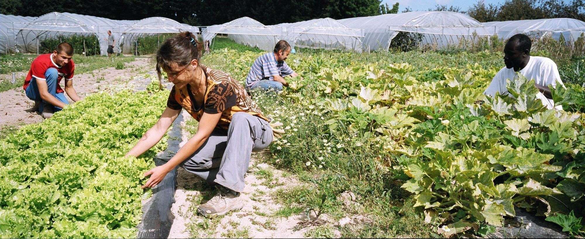 Travailleurs des Jardins de Cocagne dans un champ
